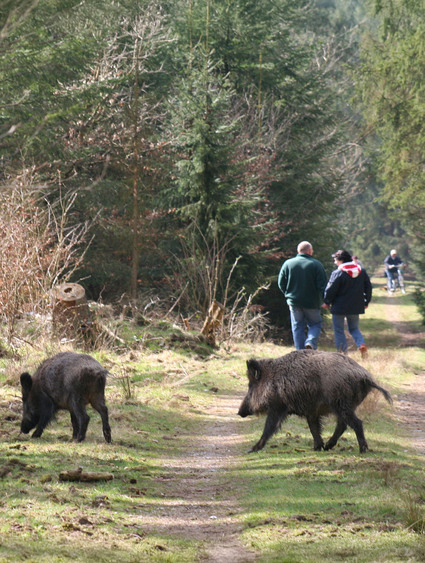 Der hohe Wildschweinbestand und ihre Ausbreitung in besiedelte Gebiete führen zu immer mehr Begegnungen zwischen Mensch und Tier. Foto: DJD/DJV/Marcus Börner