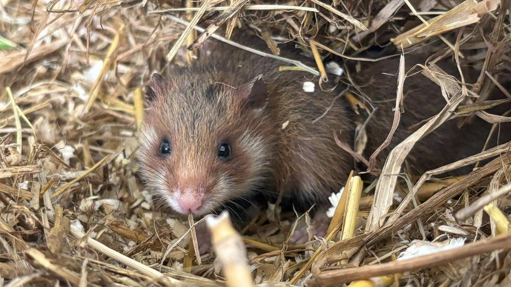 Feldhamsterjungtier im Nest in der Zuchtstation des Zoos Foto: Zoo Leipzig