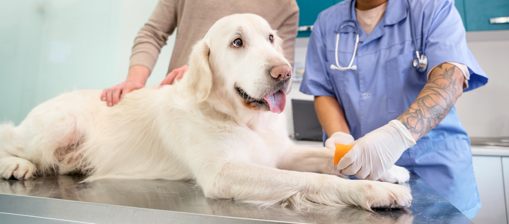 Tierkrankenversicherung: Lohnt sich die Absicherung gegen hohe Tierarztkosten? Foto: Magnific