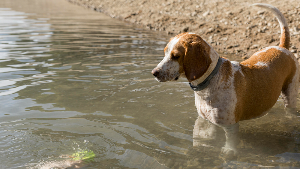 Das Freibad Mockritz lädt 12. und 13. September  zu den ersten Hundebadetagen ein. Foto:  Magnific