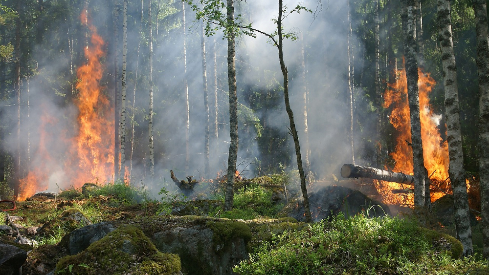 Einsatzmaßnahmen in Gohrischheide beendet ©Symbolfoto (Pixabay)