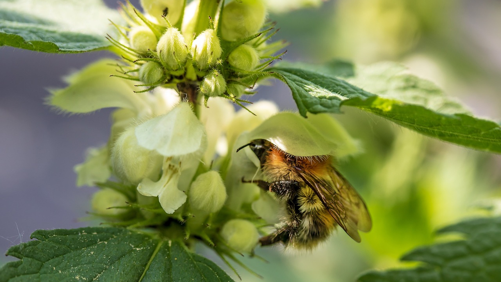 Das Gartentier des Jahres  2023 ist die Gartenhummel ©Myriams Fotos (Pixabay)