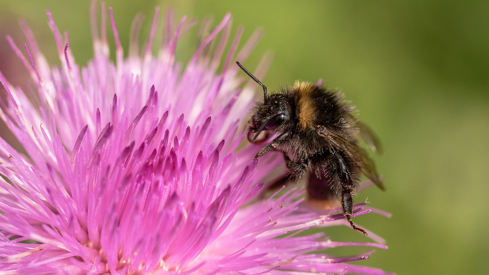 Das Gartentier des Jahres  2023 ist die Gartenhummel ©Myriams Fotos (Pixabay)