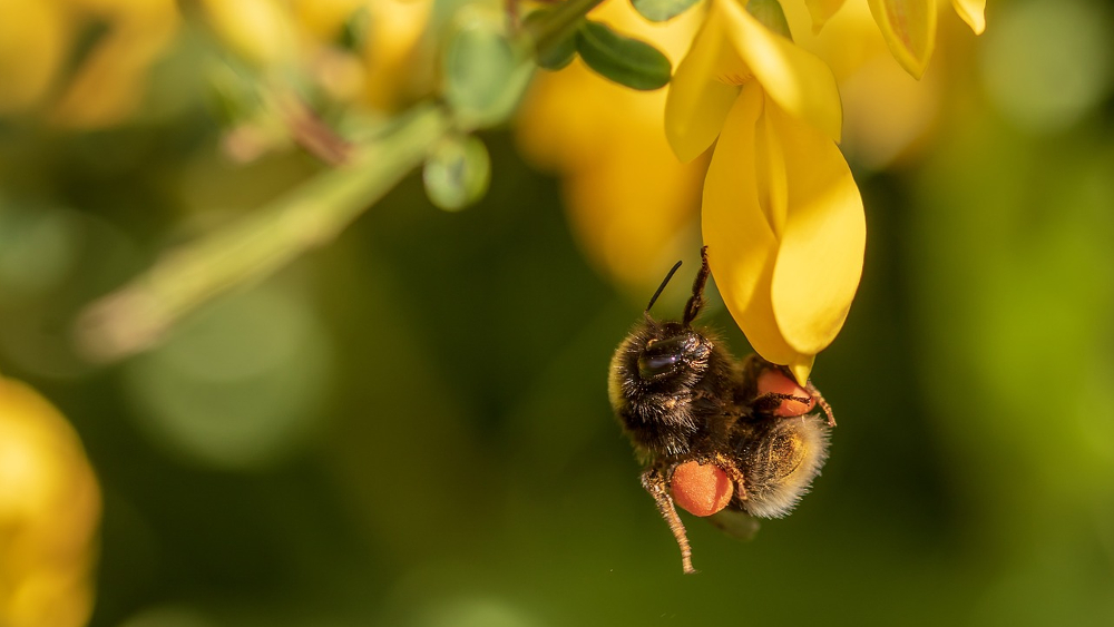 Das Gartentier des Jahres  2023 ist die Gartenhummel ©Myriams Fotos (Pixabay)