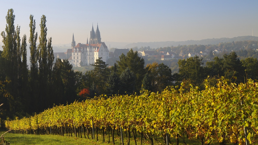 Die Sächsische Winzergenossenschaft Meissen lädt zur Weinwanderung voller Gaumenfreuden ein ©Daniel Bahrmann (Pixabay)