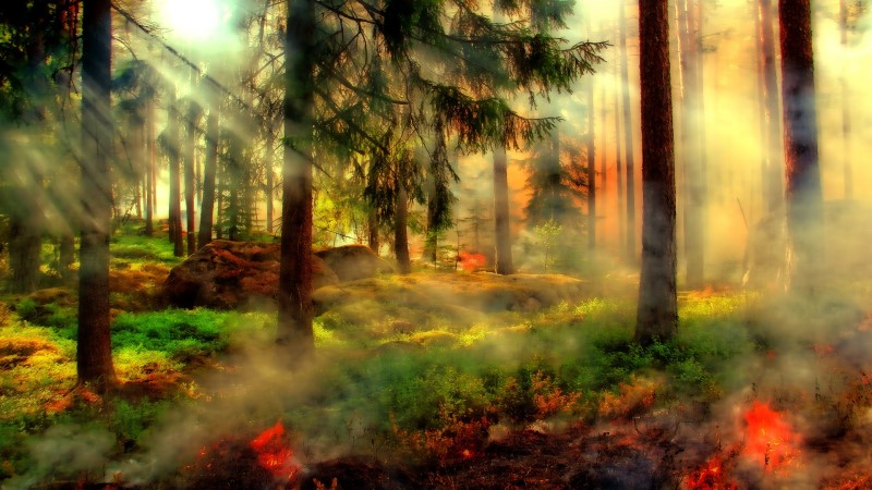 Waldbrandgefahr im Blick - Die neue Waldbrandsaison startet am 1. März   Foto: Symbolfoto