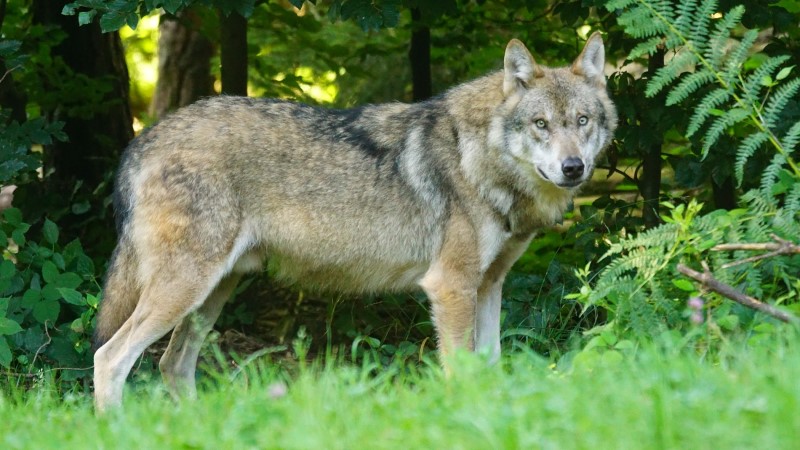 Fachstelle Wolf rät Tierhaltern in Sachsen zur Vorsorge  Foto: Marcel Langthim/Pixabay